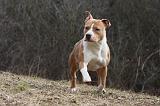 AMSTAFF ADULT 302